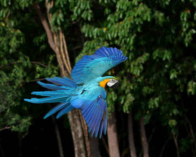 Conheça a Amazônia Azul, uma iniciativa de Roberta Roma para promover sustentabilidade e inovação na Bahia.