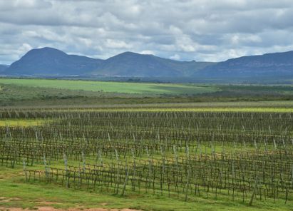 Iniciativas para fortalecer o agronegócio na Bahia, promovendo sustentabilidade e inovação.